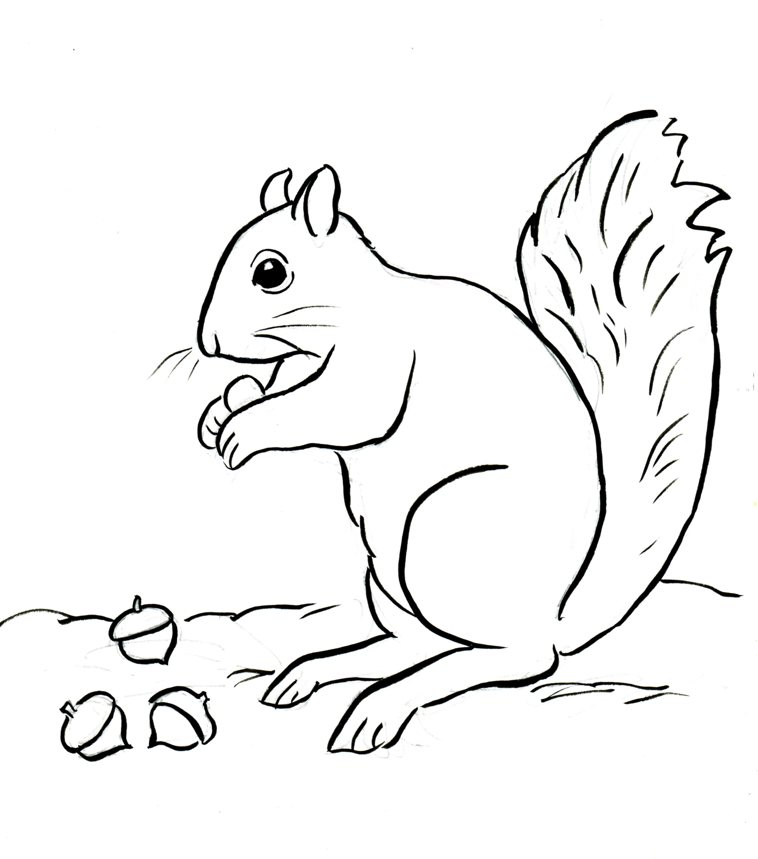 Squirrel Coloring Page Samantha Bell