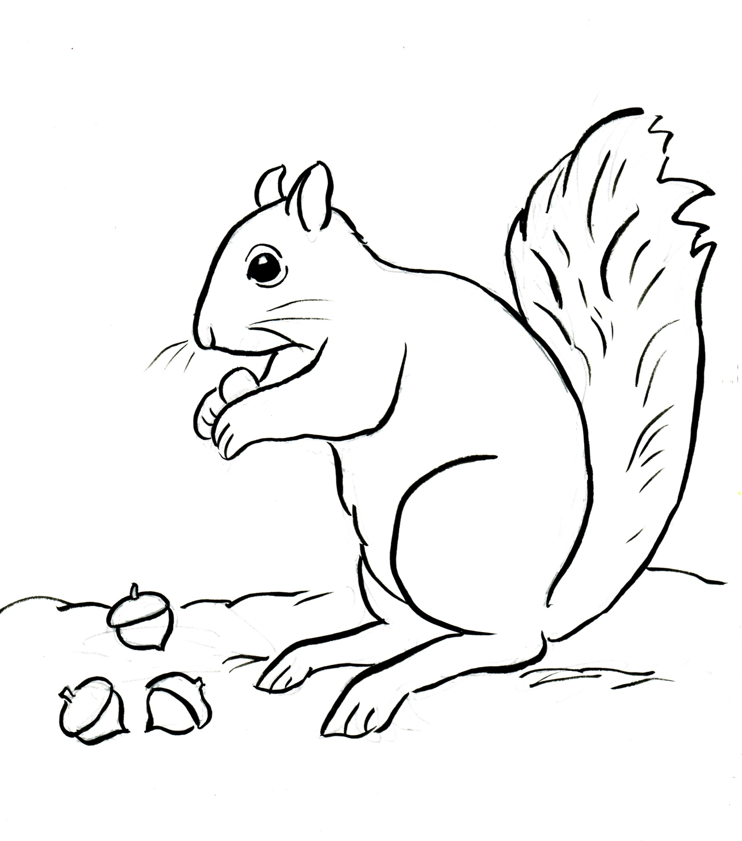 Squirrel Coloring Page - Art Starts