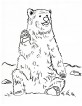 Grizzly Bear Coloring Page | Art Starts