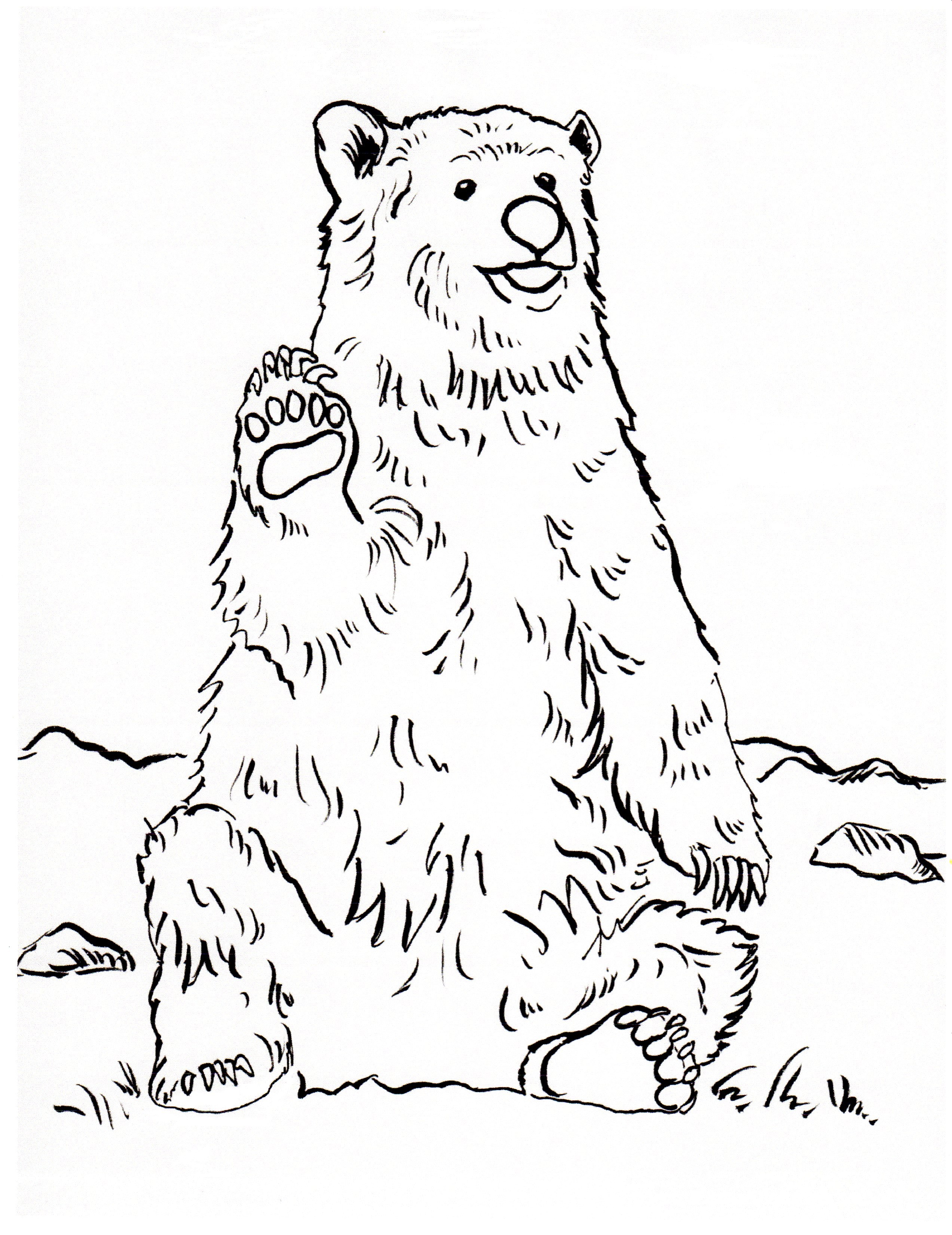 Grizzly Bear Coloring Page - Art Starts