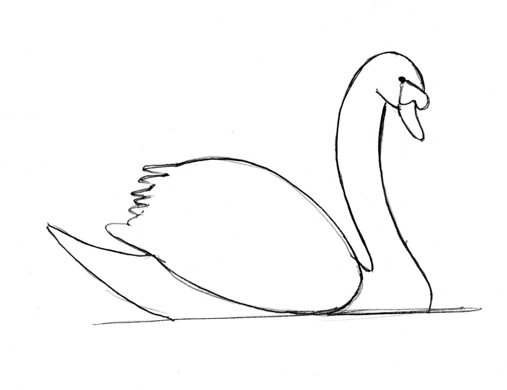 swan drawing 11