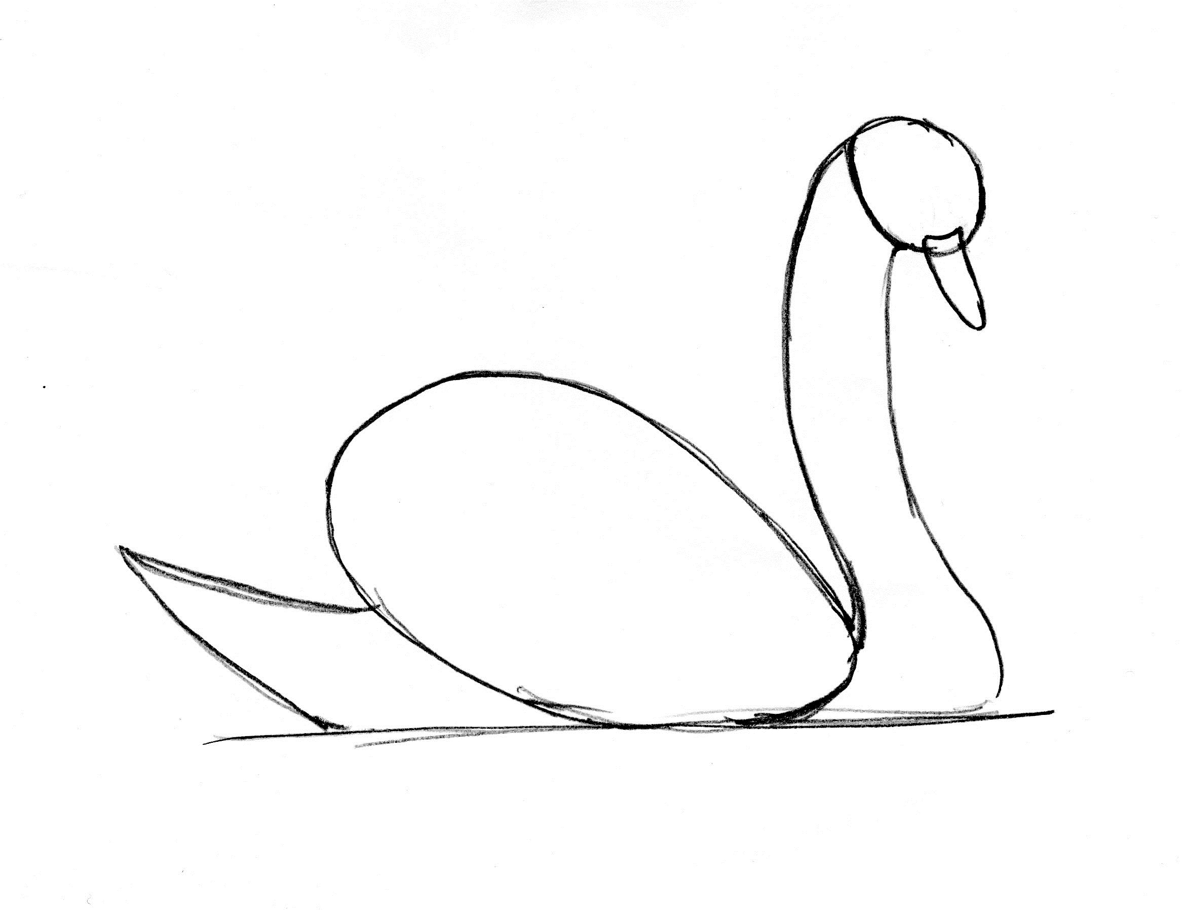 Swan Drawing Step by Step Art Starts