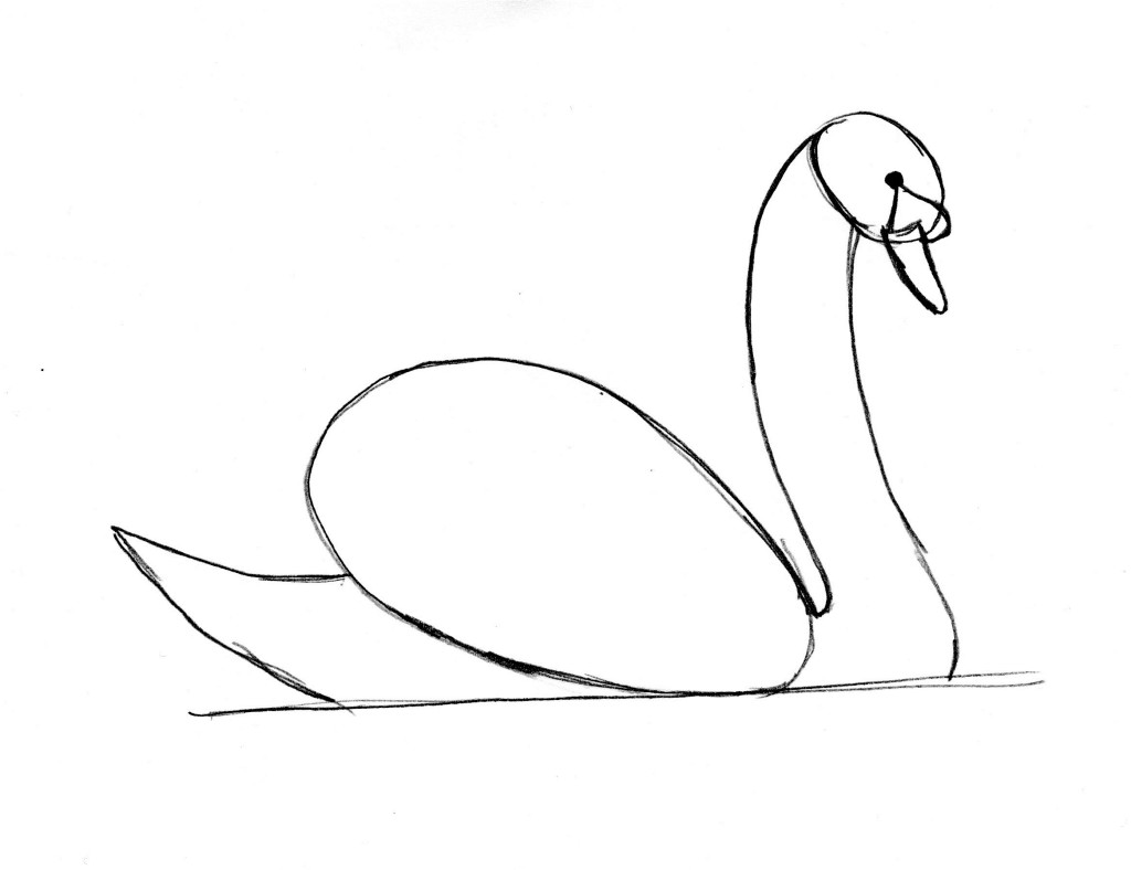 swan drawing 8