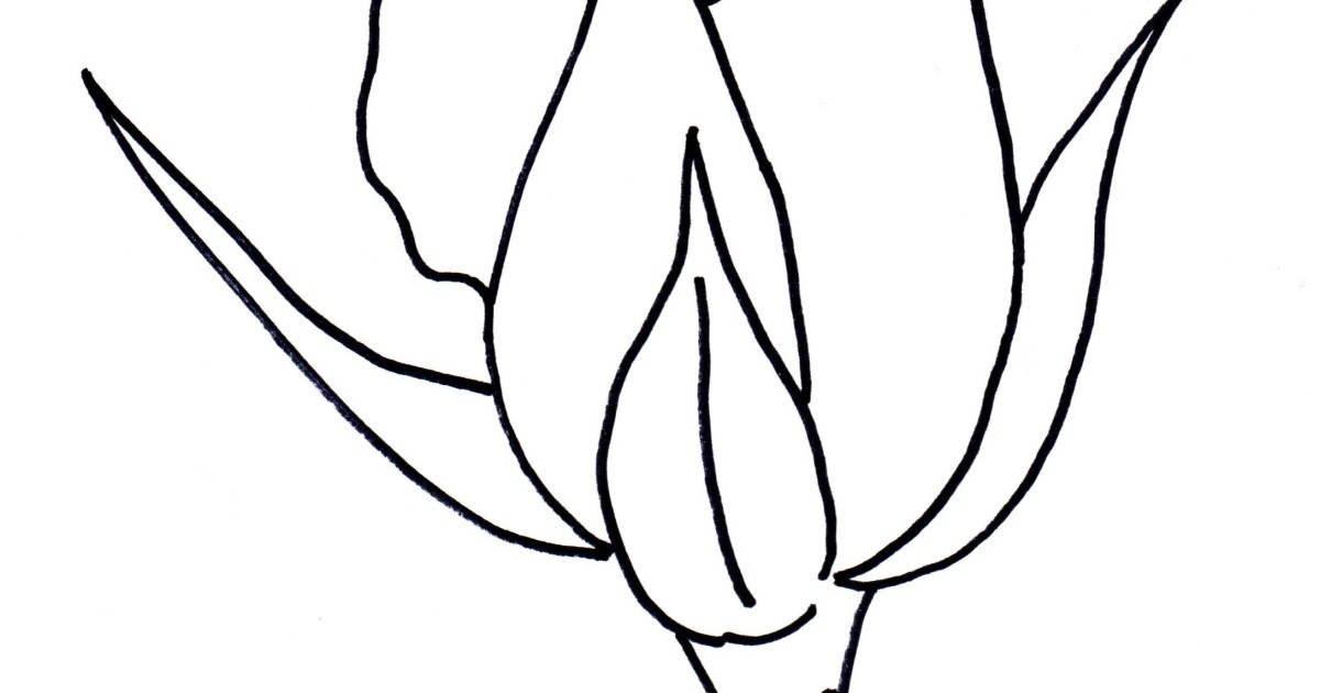 How to Draw a Rose Bud - Art Starts