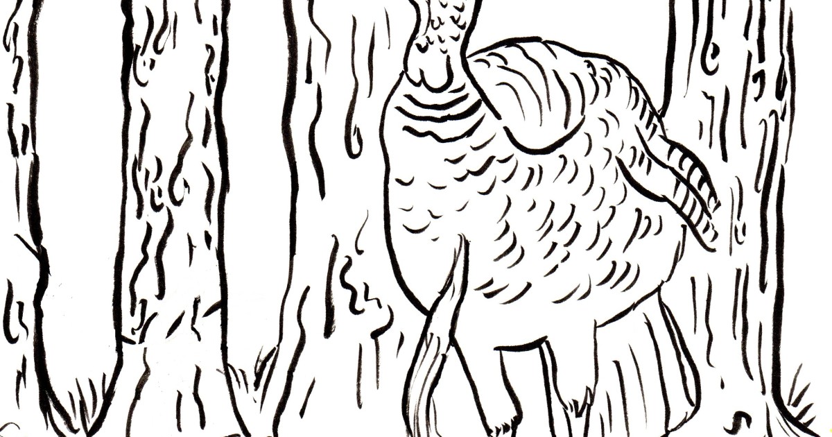 Featured image of post Wild Turkey Line Drawing Drawing turkey wild drawing turkey pencil drawing turkey roasted chicken