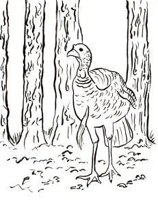 wild turkey coloring page