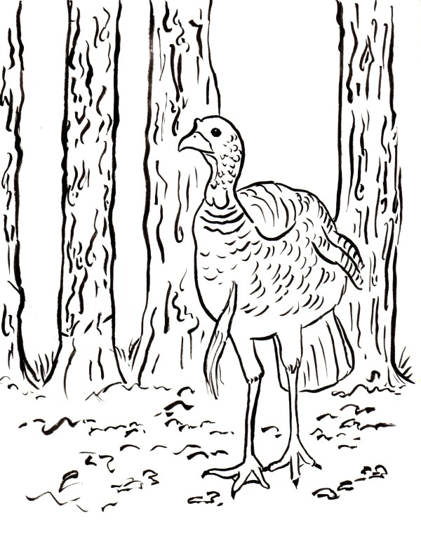 Free Coloring Pages and Reference Pictures - Art Starts for Kids