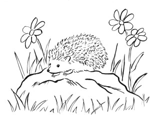 hedgehog coloring page