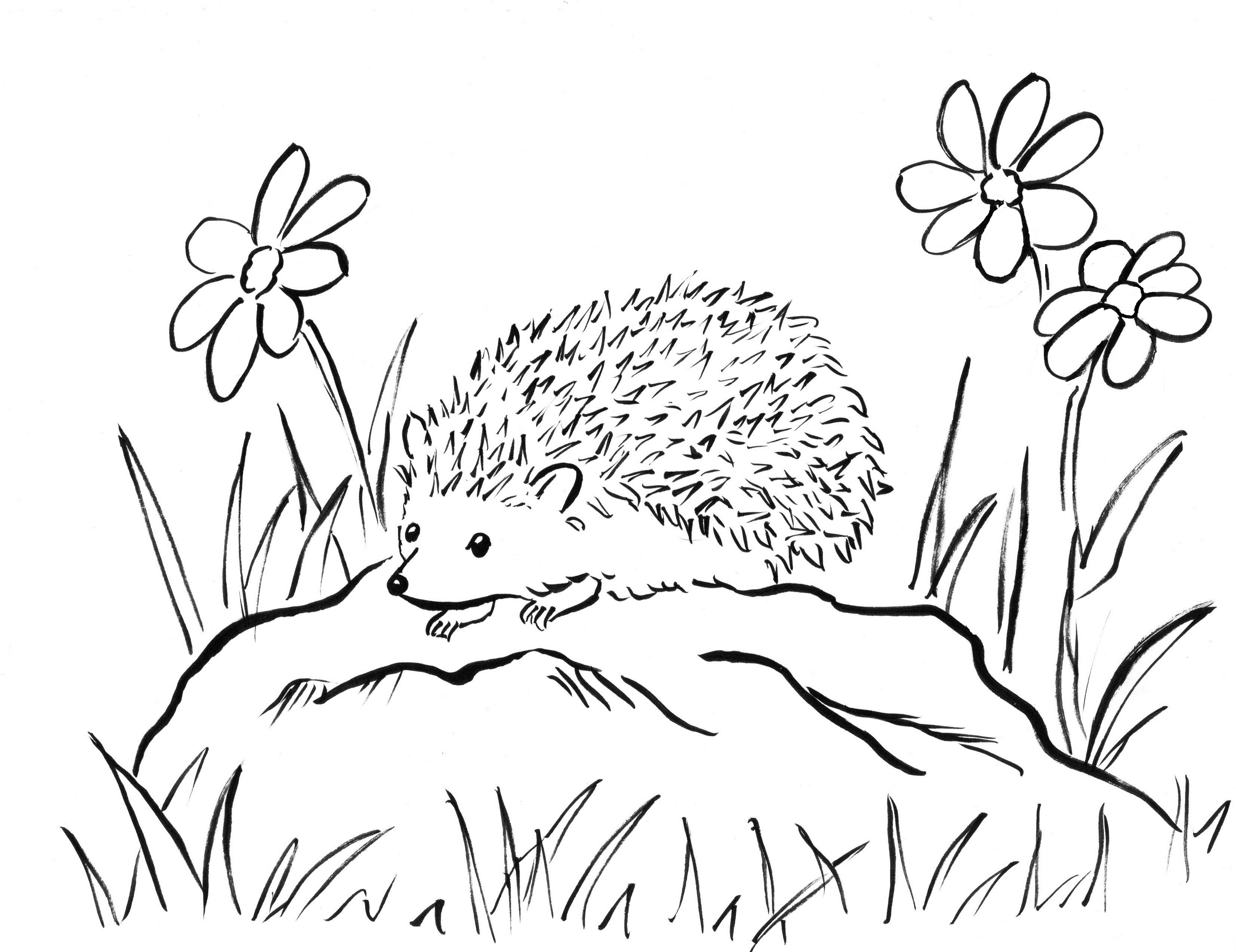 Hedgehog Coloring Page Art Starts