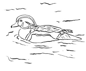 wood duck coloring page