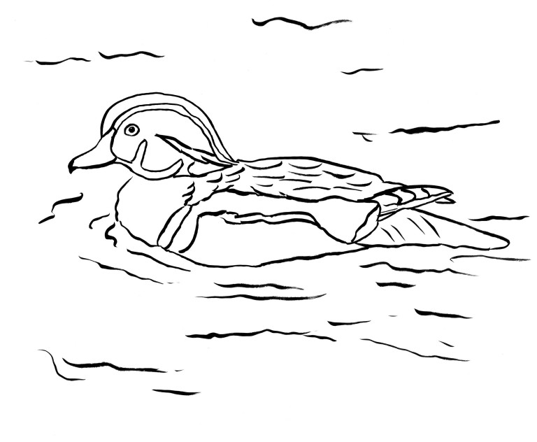 Wood Duck Coloring Page | Art Starts