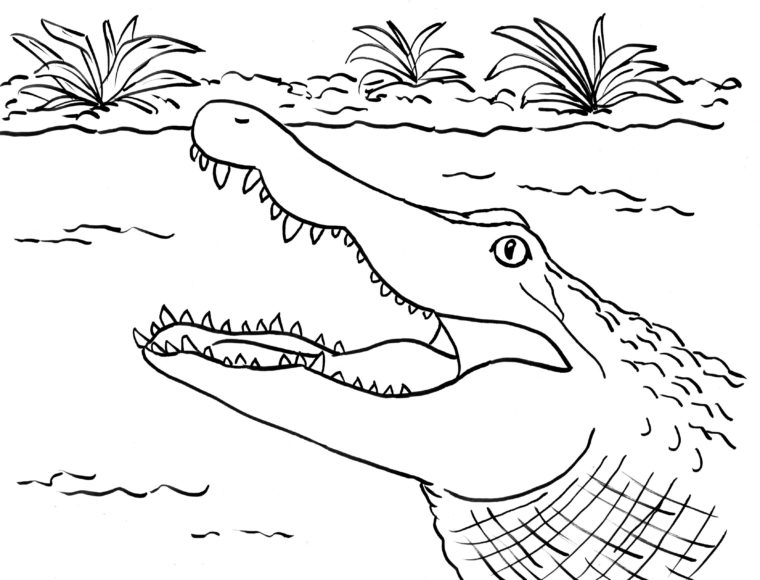 Alligator Coloring Pages Free Printable 8