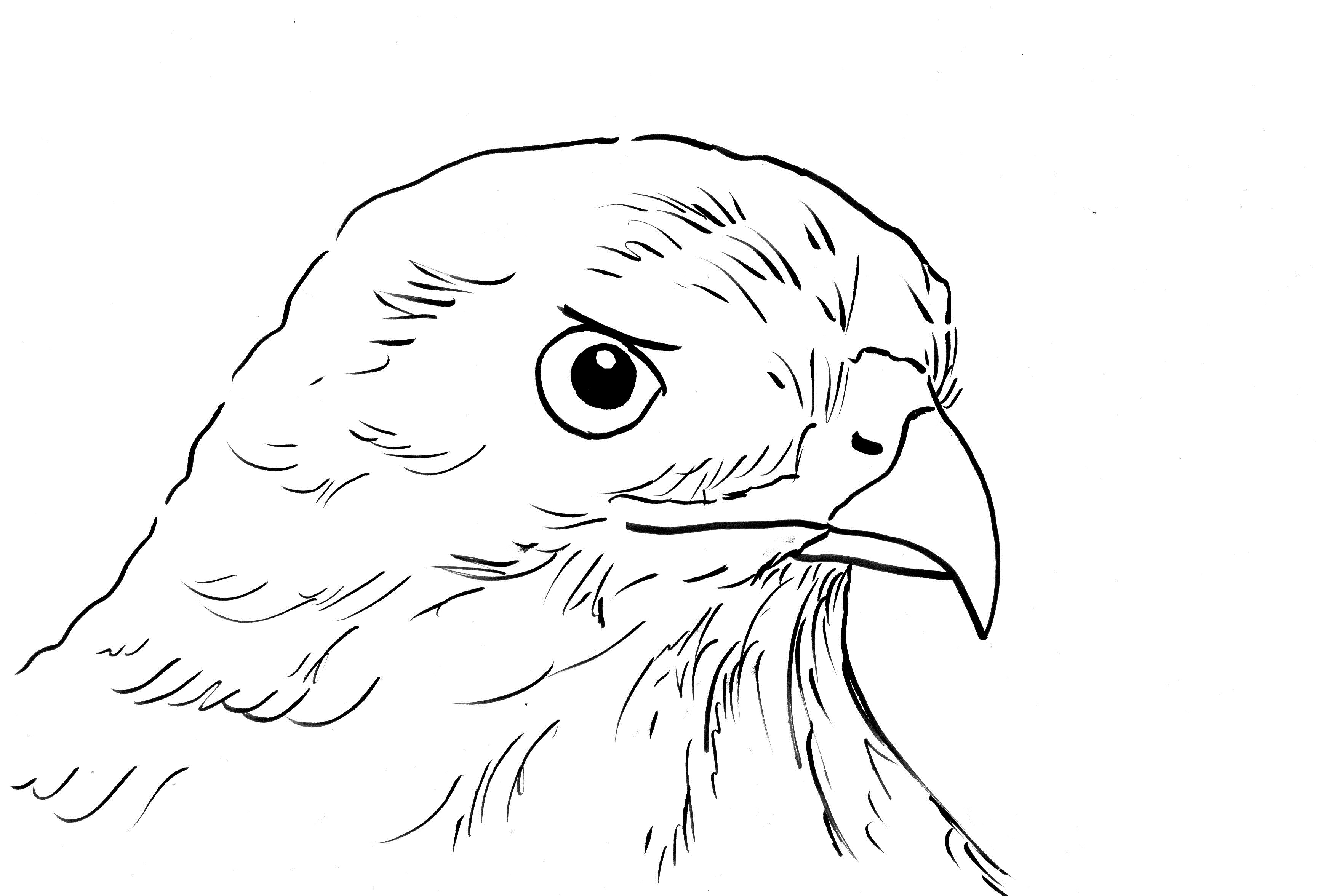 hawk head coloring page