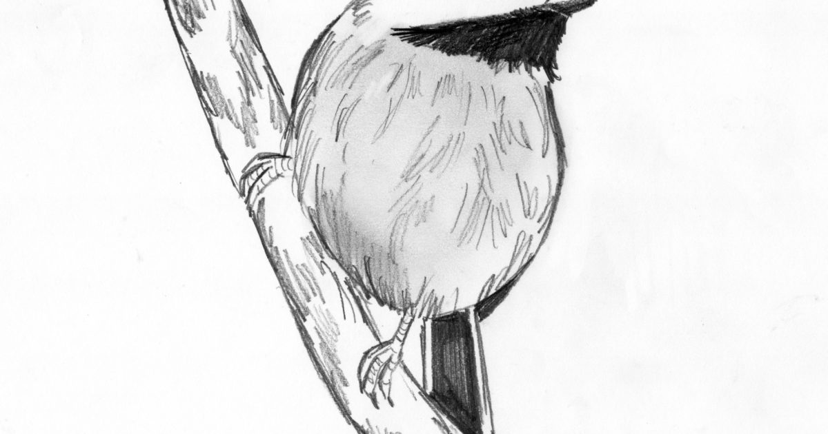 Draw 25 Wild Animals (Even If You Don't Know How to Draw!) - Art Starts Draw 25 Wild Animals (Even If You Don't Know How to Draw!) - Art Starts