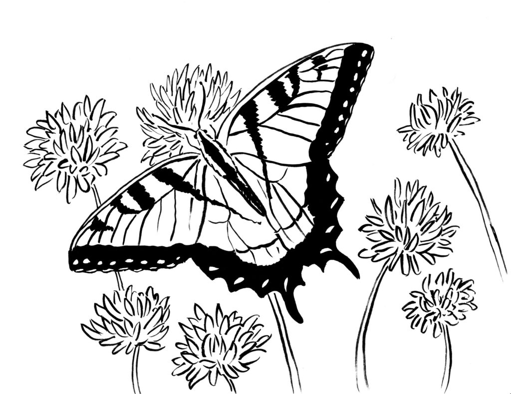 swallowtail butterfly coloring page
