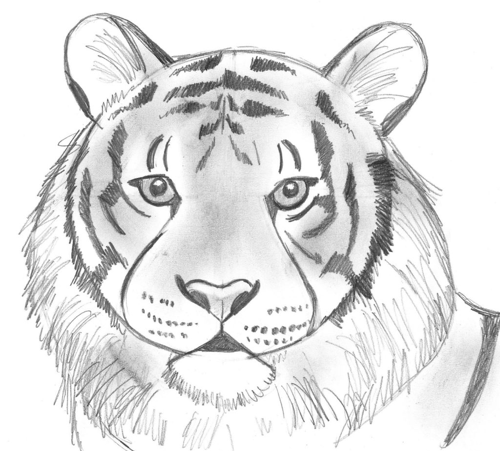 Simple Drawings Of Animals With Sketch Marks for Adult