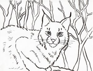 baby bobcat coloring pages