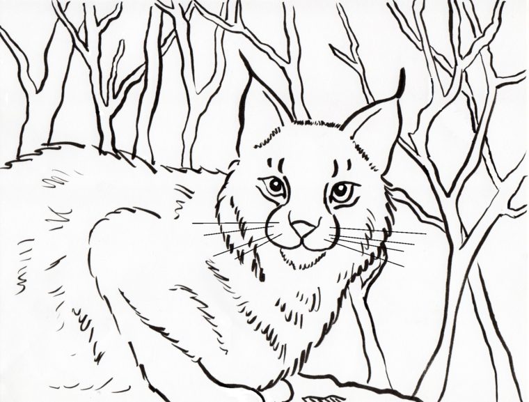 bobcat coloring page