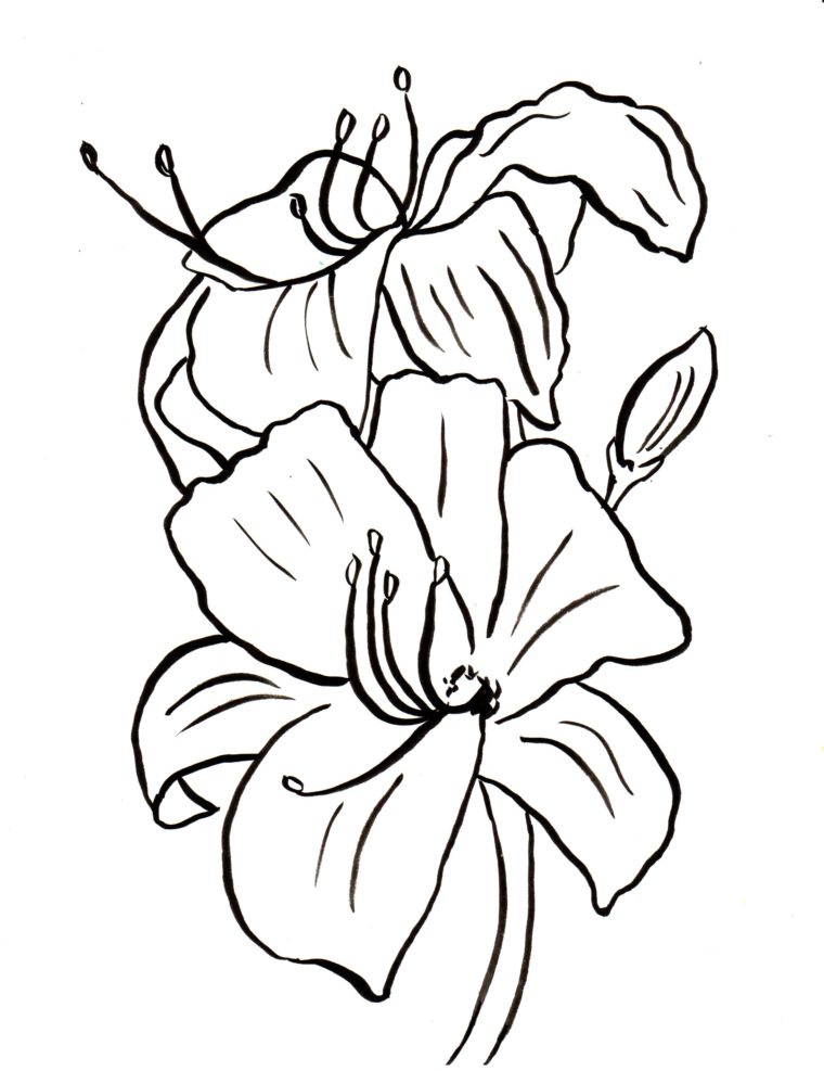 Lily Coloring Page | Art Starts