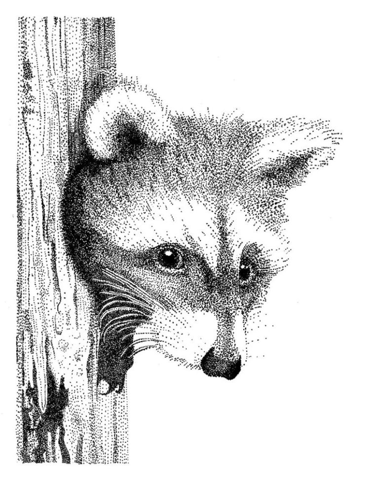 https://www.samanthasbell.com/wp-content/uploads/2017/01/stippling-raccoon-760x983.jpg