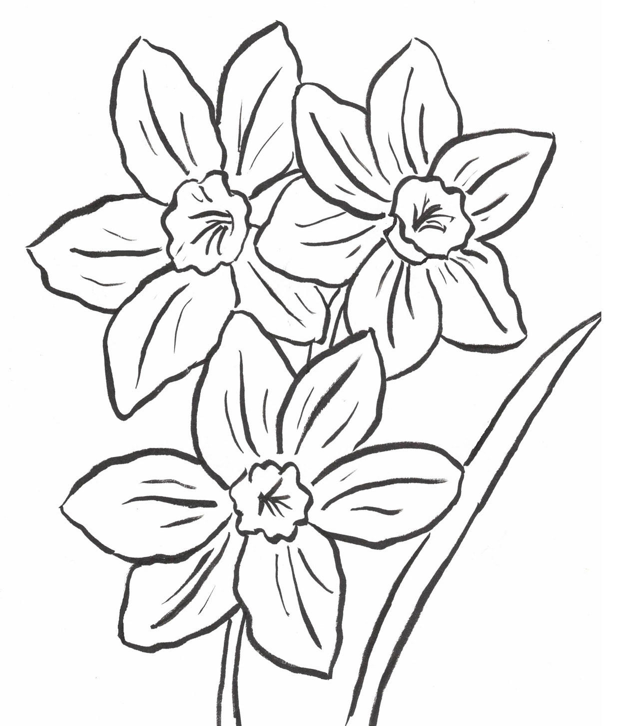 Daffodil Coloring Page - Art Starts
