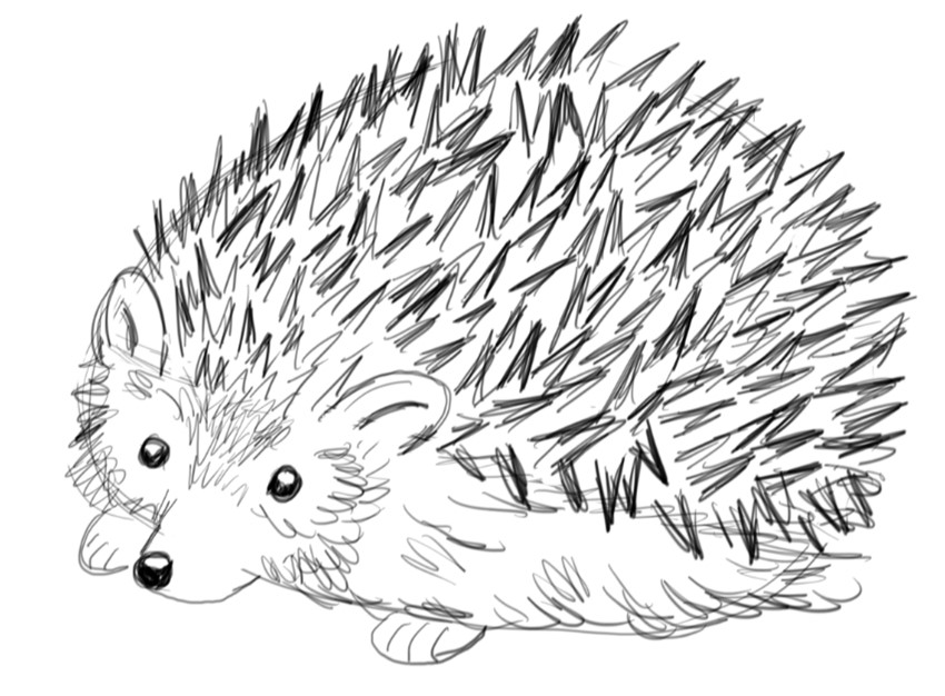 Draw a Hedgehog Step by Step - Art Starts