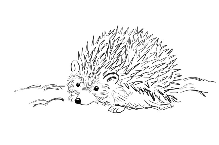 Draw a Hedgehog Step by Step - Art Starts