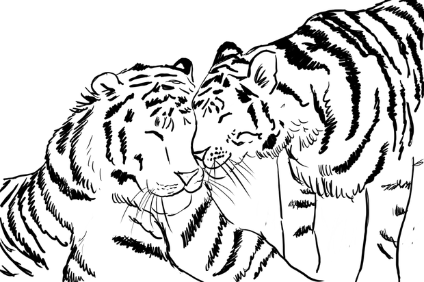 coloring pages of tigers